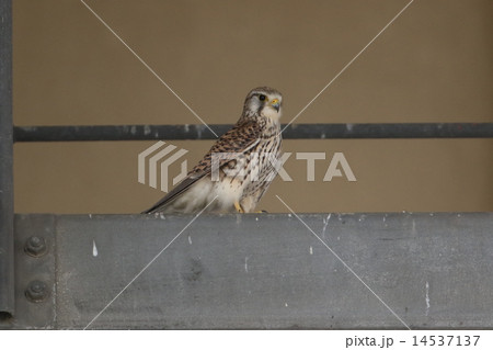 チョウゲンボウの雌 14537137