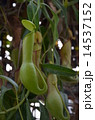 ウツボカズラ 14537152
