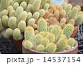 サボテン 14537154