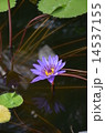 スイレン 14537155