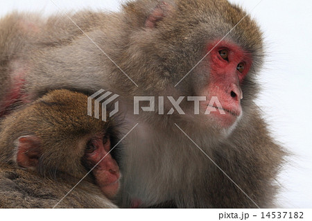 ニホンザル 14537182