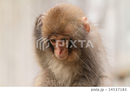 ニホンザル 14537183