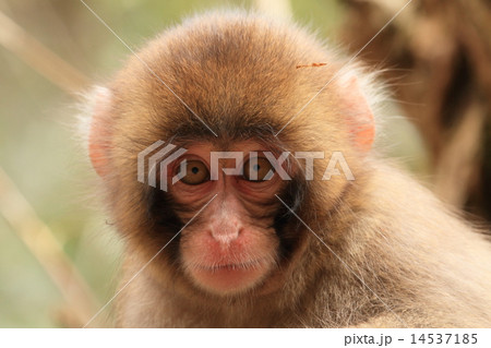 ニホンザル 14537185