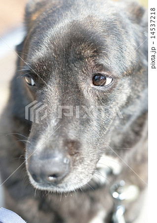 黒い犬 14537218