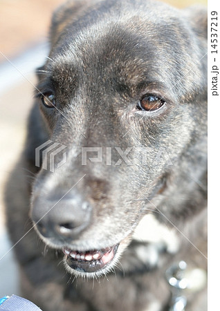 黒い犬 14537219