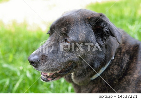 黒い犬 14537221