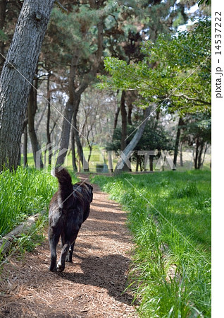 黒い犬 14537222