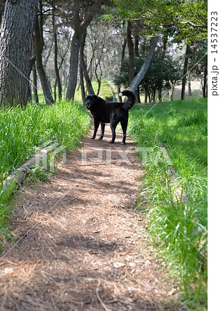 黒い犬 14537223
