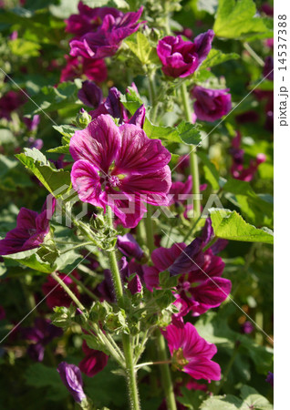 マロウの花 マロウの花 14537388