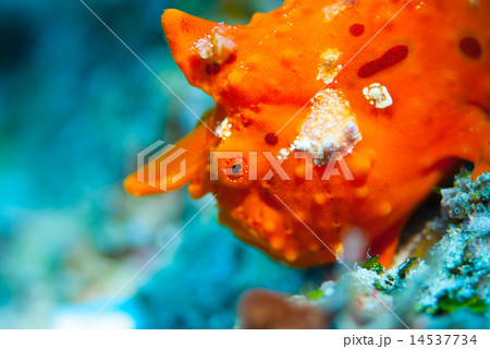 カエルアンコウの幼魚 14537734
