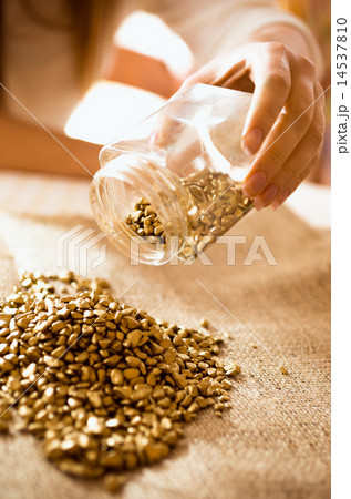 Closeup shot of miner empties the jar with gold on the burlap Closeup shot of miner empties the jar with gold on the burlap 14537810