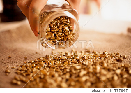 Closeup photo of man pouring out jar full of golden nuggets Closeup photo of man pouring out jar full of golden nuggets 14537847