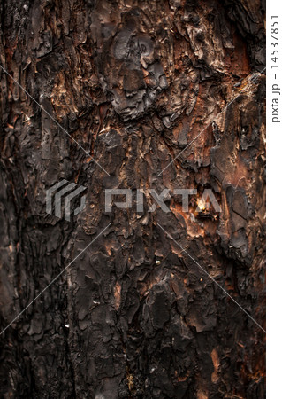 texture of burnt wooden bark 14537851