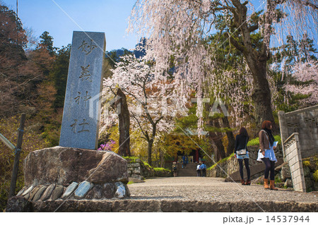 妙義神社参道のシダレザクラ 妙義神社参道のシダレザクラ 14537944