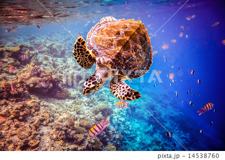 Hawksbill Turtle - Eretmochelys imbricata Hawksbill Turtle - Eretmochelys imbricata 14538760