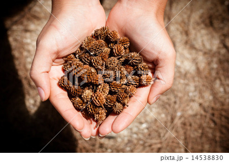 women hand holding pine cone 14538830