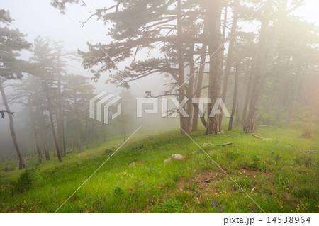 Sun against the fog 14538964
