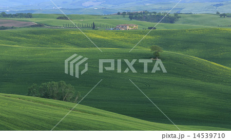 春のトスカーナ 14539710