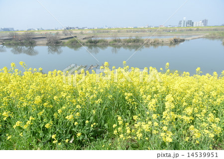 川沿いの菜の花 14539951