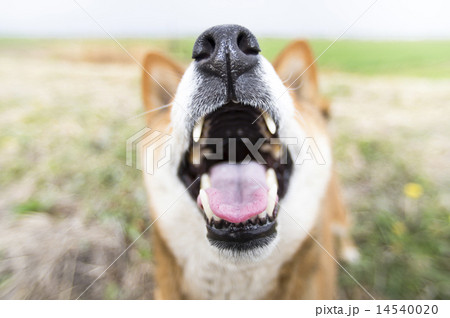 柴犬 14540020
