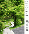 緑の小道 14540479