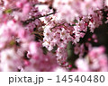 桜　花 14540480