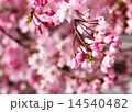 桜　花 14540482