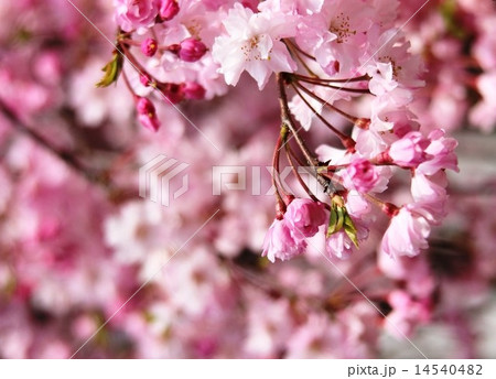 桜　花 14540482