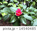 紅侘助 14540485