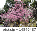 しだれ梅 14540487
