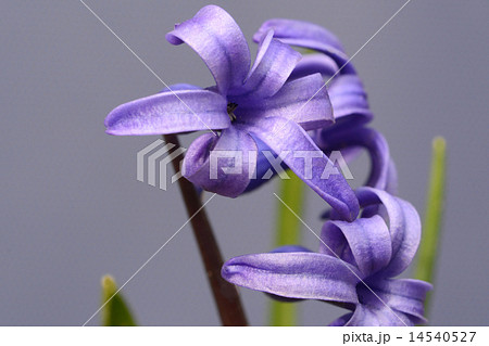 ヒヤシンス ヒヤシンス 14540527