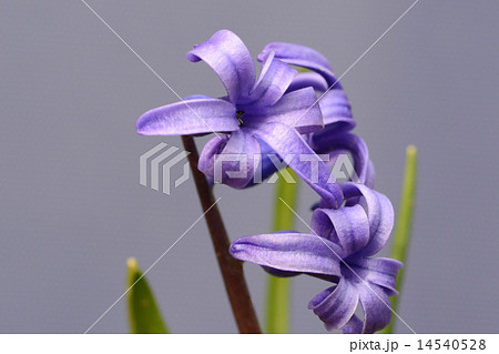 ヒヤシンス ヒヤシンス 14540528