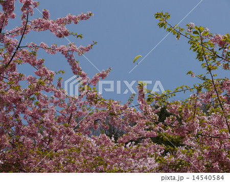 あぐりパーク嵯峨山苑の桜 あぐりパーク嵯峨山苑の桜 14540584