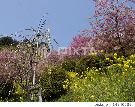 あぐりパーク嵯峨山苑の桜と梅 14540585