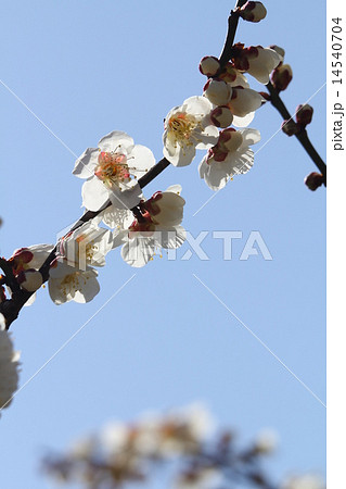 白梅 白梅 14540704