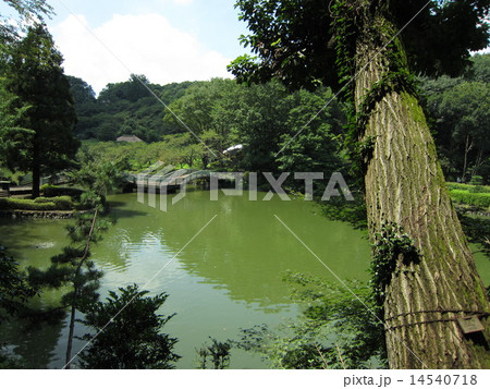 薬師池公園(町田市) 14540718