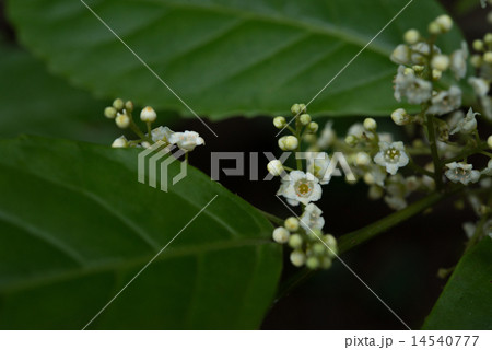 やんばるの植物・シマイズセンリョウ やんばるの植物・シマイズセンリョウ 14540777