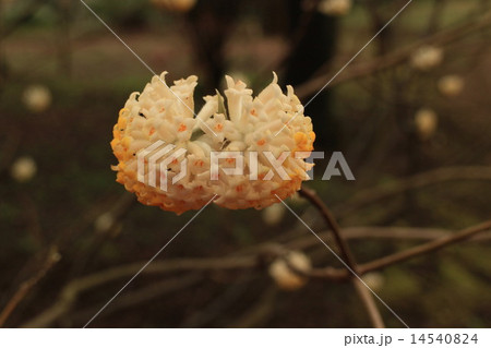 ミツマタの花 14540824