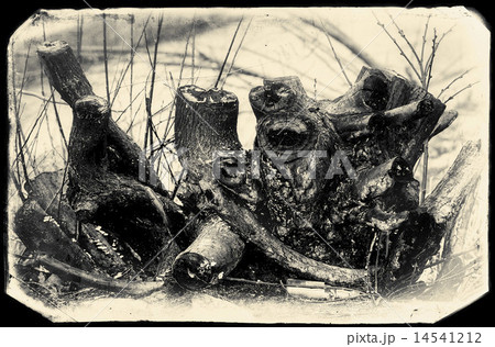 Dead, burnt trunk of a tree 14541212