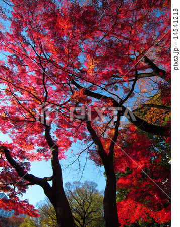 紅葉(小石川後楽園) 14541213