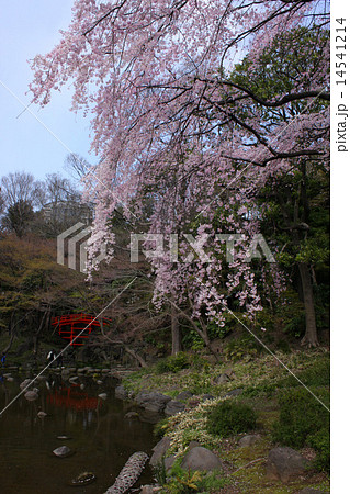 しだれ桜(小石川後楽園) 14541214