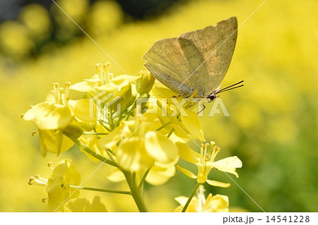 菜の花の蜜を吸う蝶 菜の花の蜜を吸う蝶 14541228