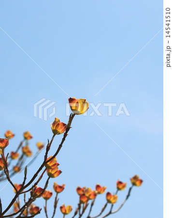 ハナミズキの総苞 14541510