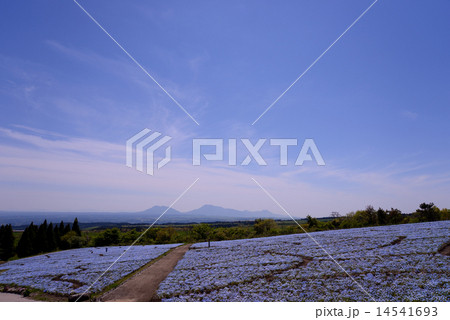 花公園から見る阿蘇山 花公園から見る阿蘇山 14541693