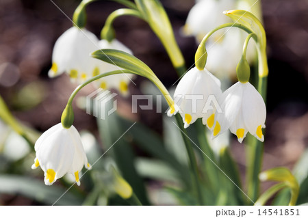 Spring Snowflake flowers Leucojum vernum 14541851