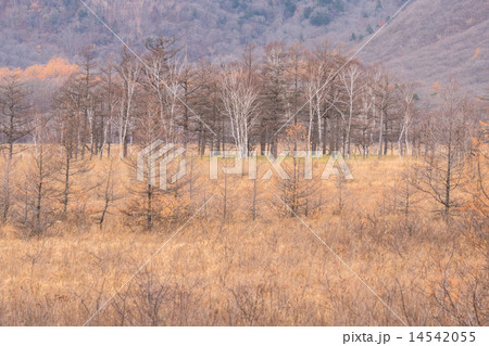 日光・戦場ヶ原【晩秋】 日光・戦場ヶ原【晩秋】 14542055