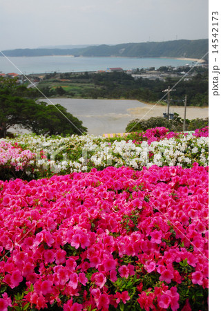 東村つつじ祭り 14542173