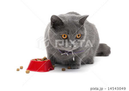 cat sitting around a bowl of food  14543049
