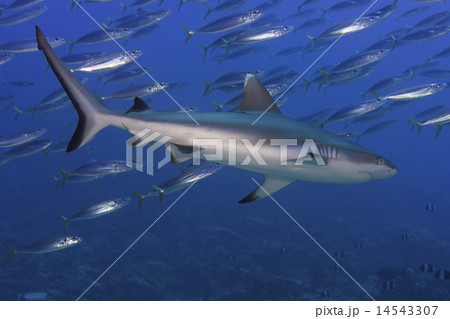 Grey shark jaws ready to attack Grey shark jaws ready to attack 14543307
