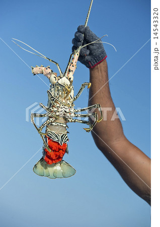 Hand of old man on fishing boat holding a lobster Hand of old man on fishing boat holding a lobster 14543320